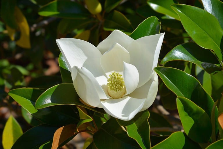 Southern magnolia branch with white flower - Latin name - Magnolia grandiflora