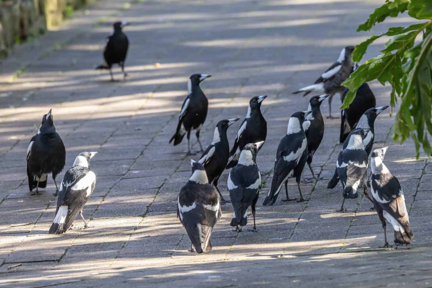 Australian Magpies gathered around people with food