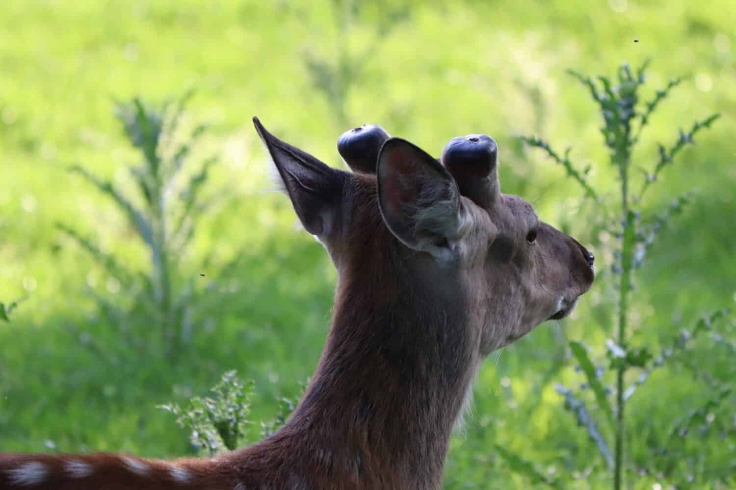 Deer eating grass near a tree. Young deer. Reindeer graze on the lawn. Deer looking around. Deer with small antlers.