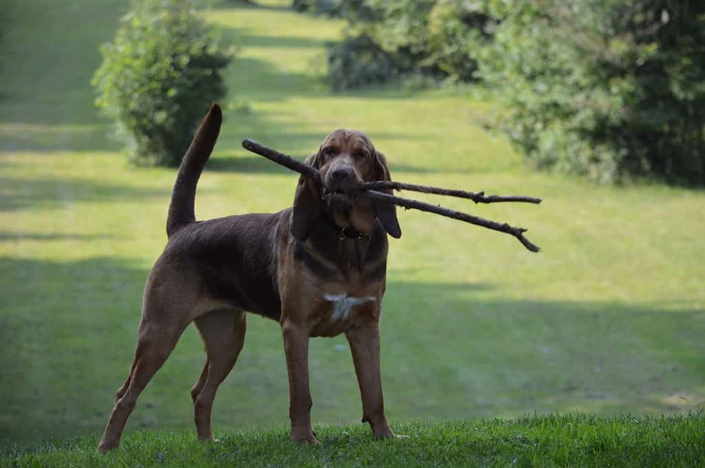 Young bloodhound dog, holding a stick.