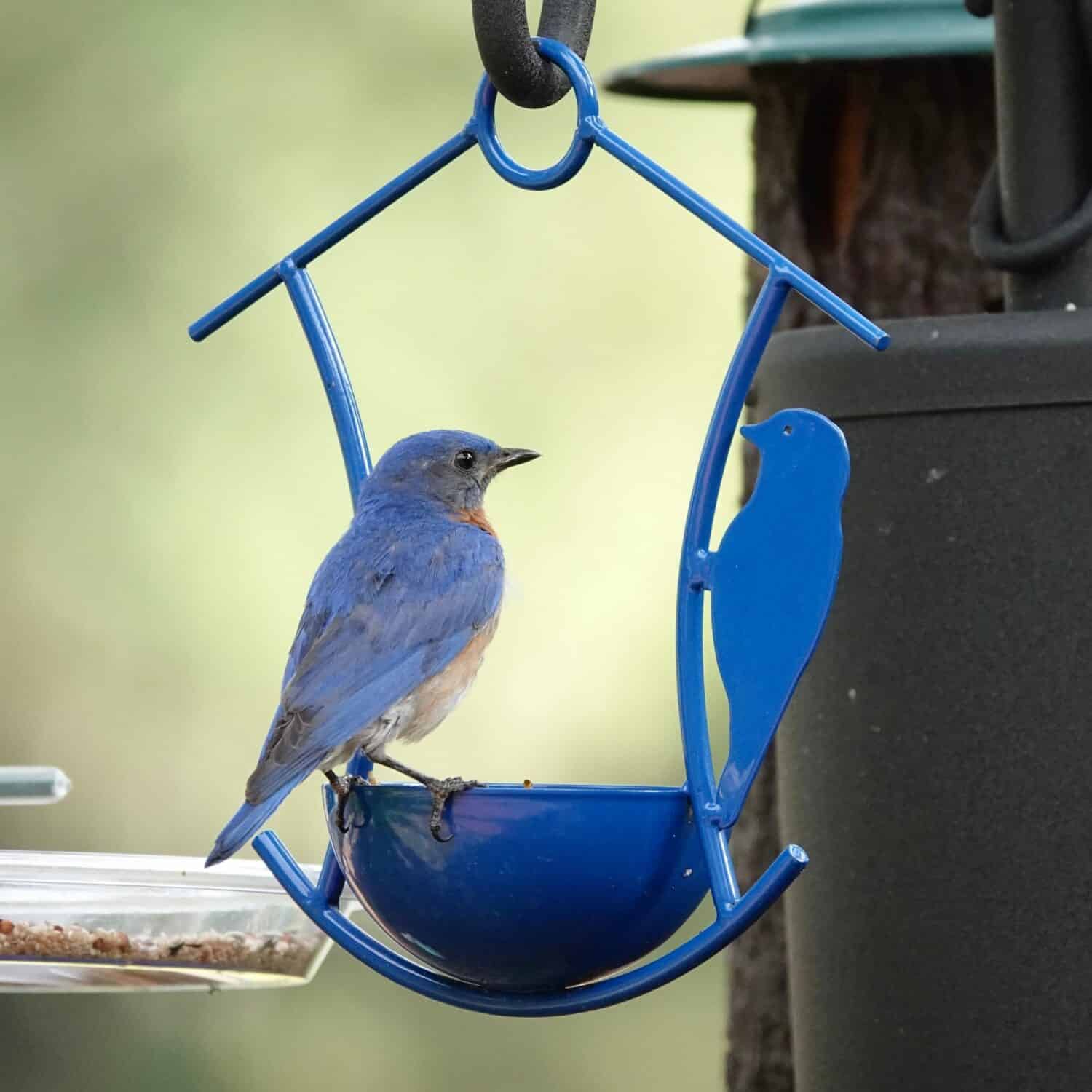                        Eastern Bluebird perched on the edge of a feeder mirroring a metal bluebird on Hilton Head Island.        