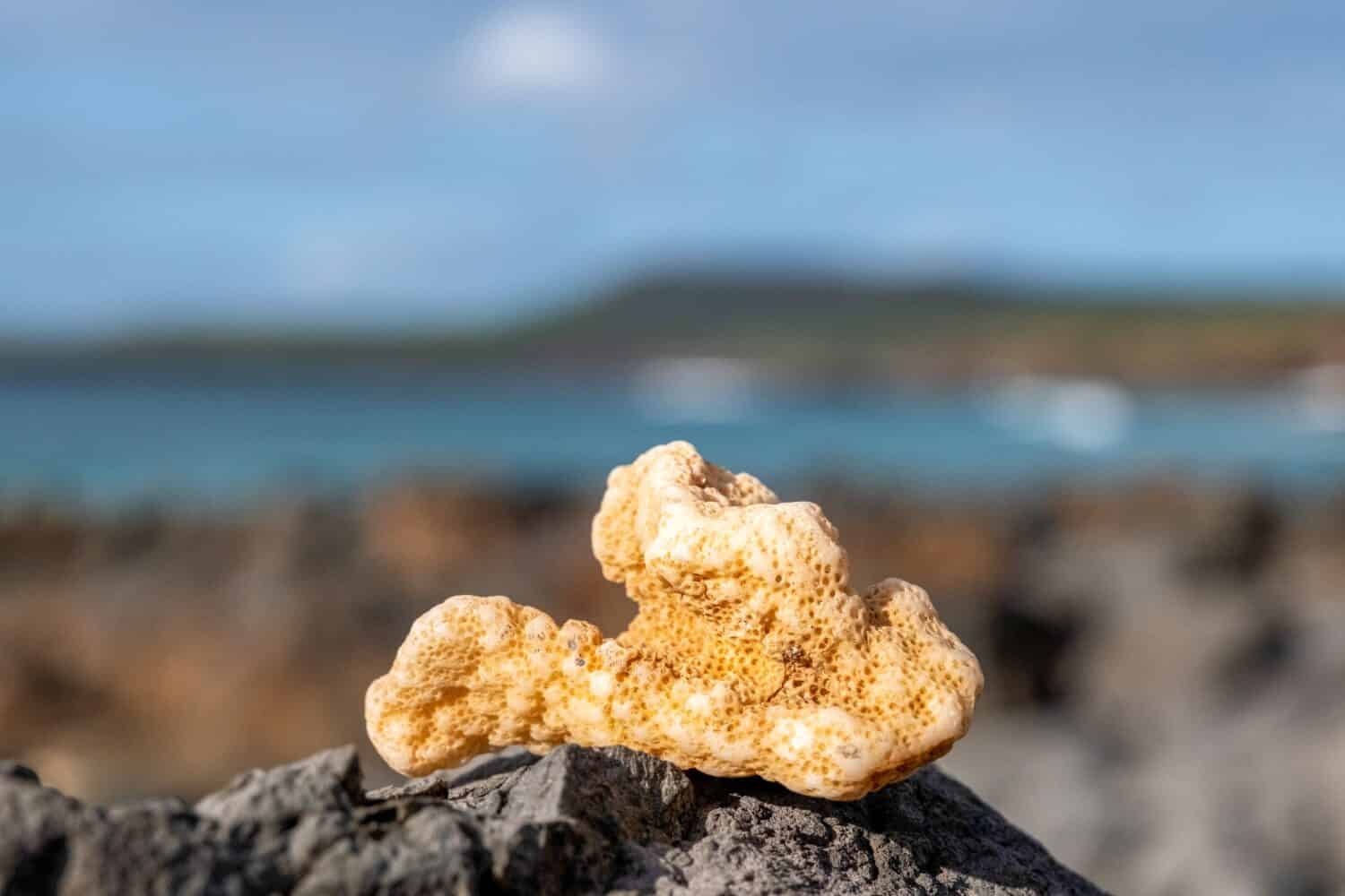 coral piece found on beach