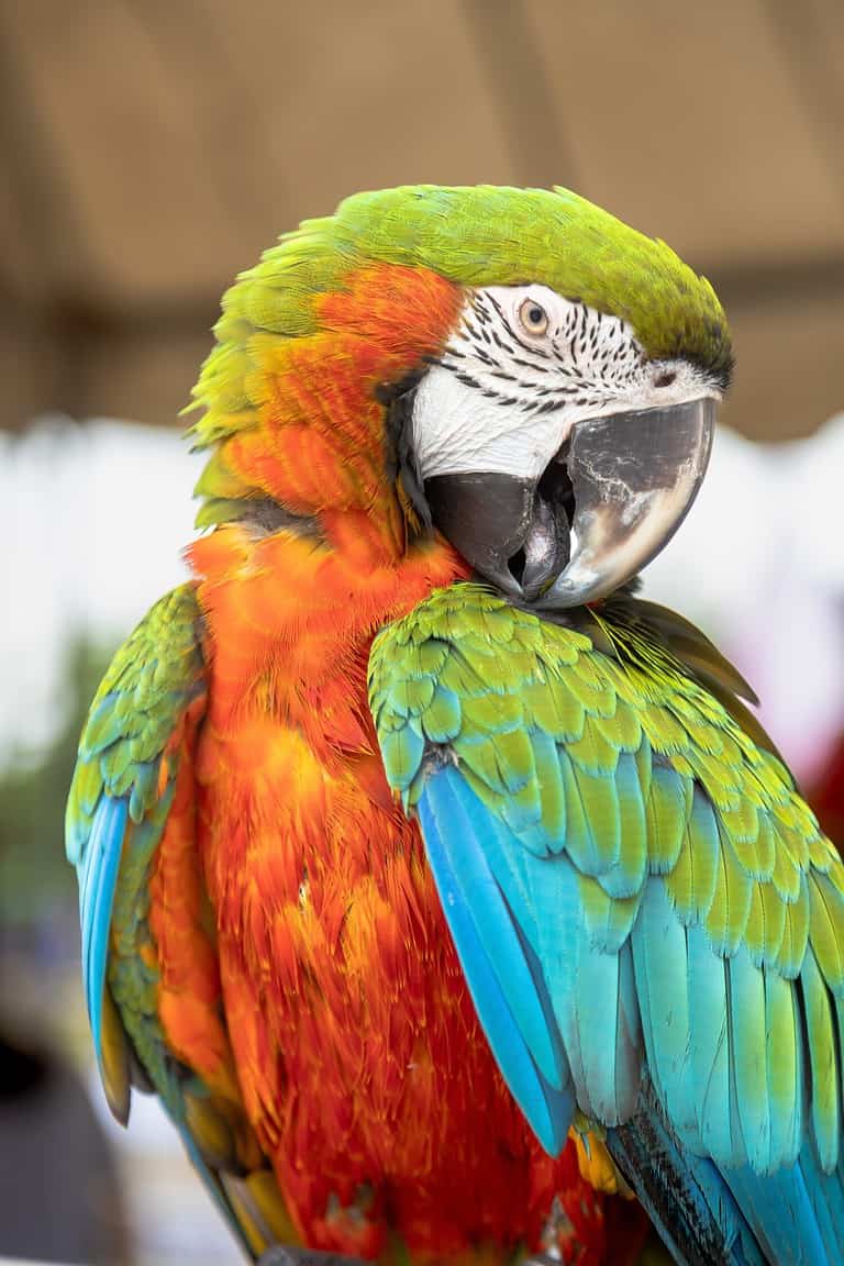 The Catalina Macaw is a first generation hybrid macaw.