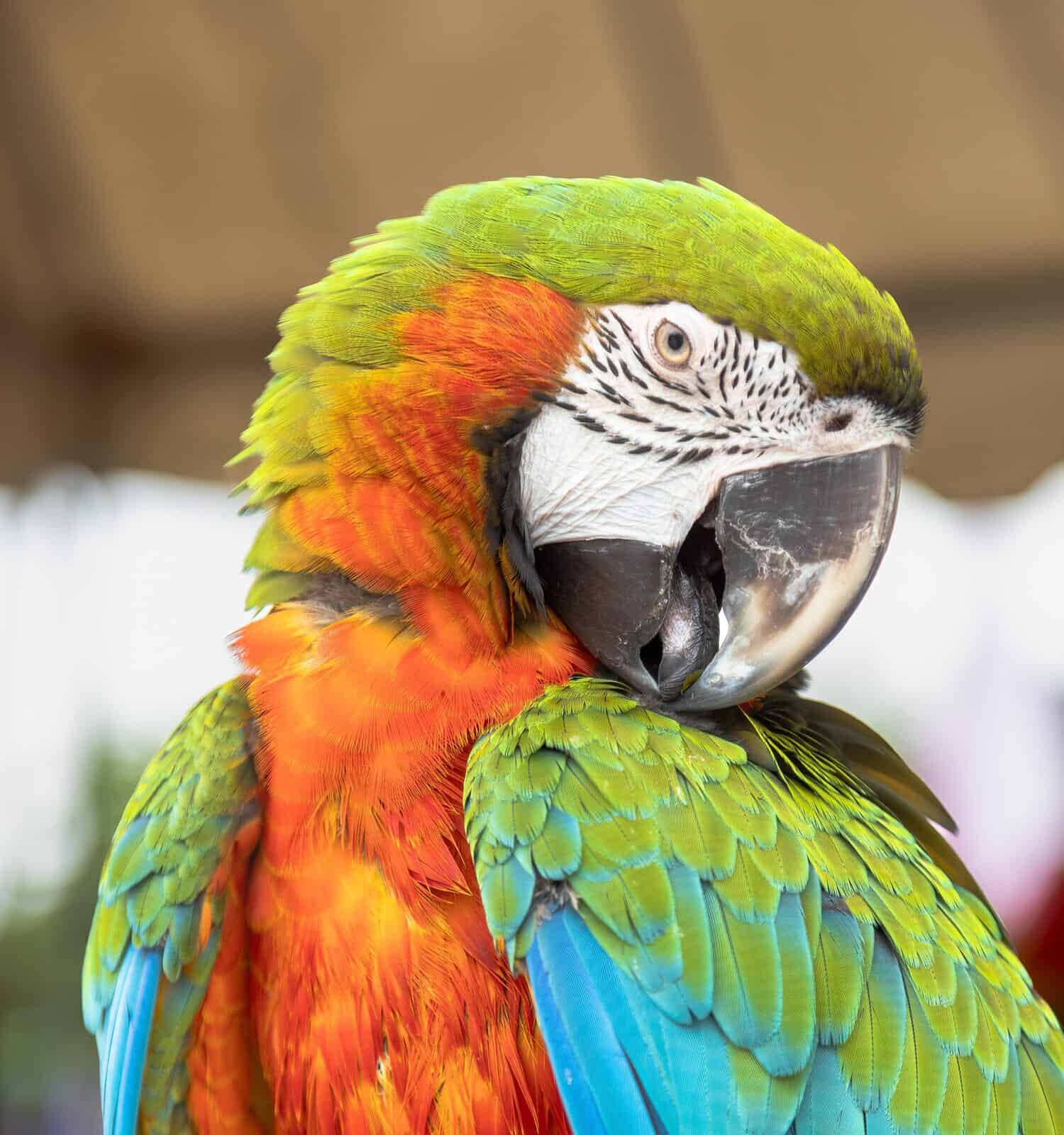 The Catalina Macaw is a first generation hybrid macaw.