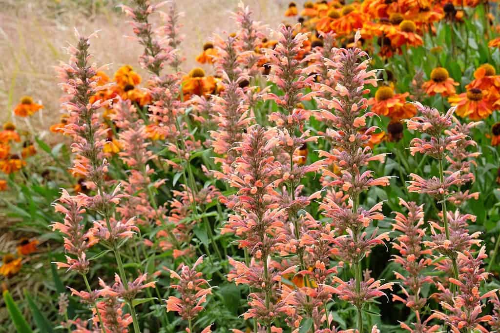 Peach coloured Agastache 'Summer Sunset' also known as Giant Hyssop or Hummingbird Mint, in flower.