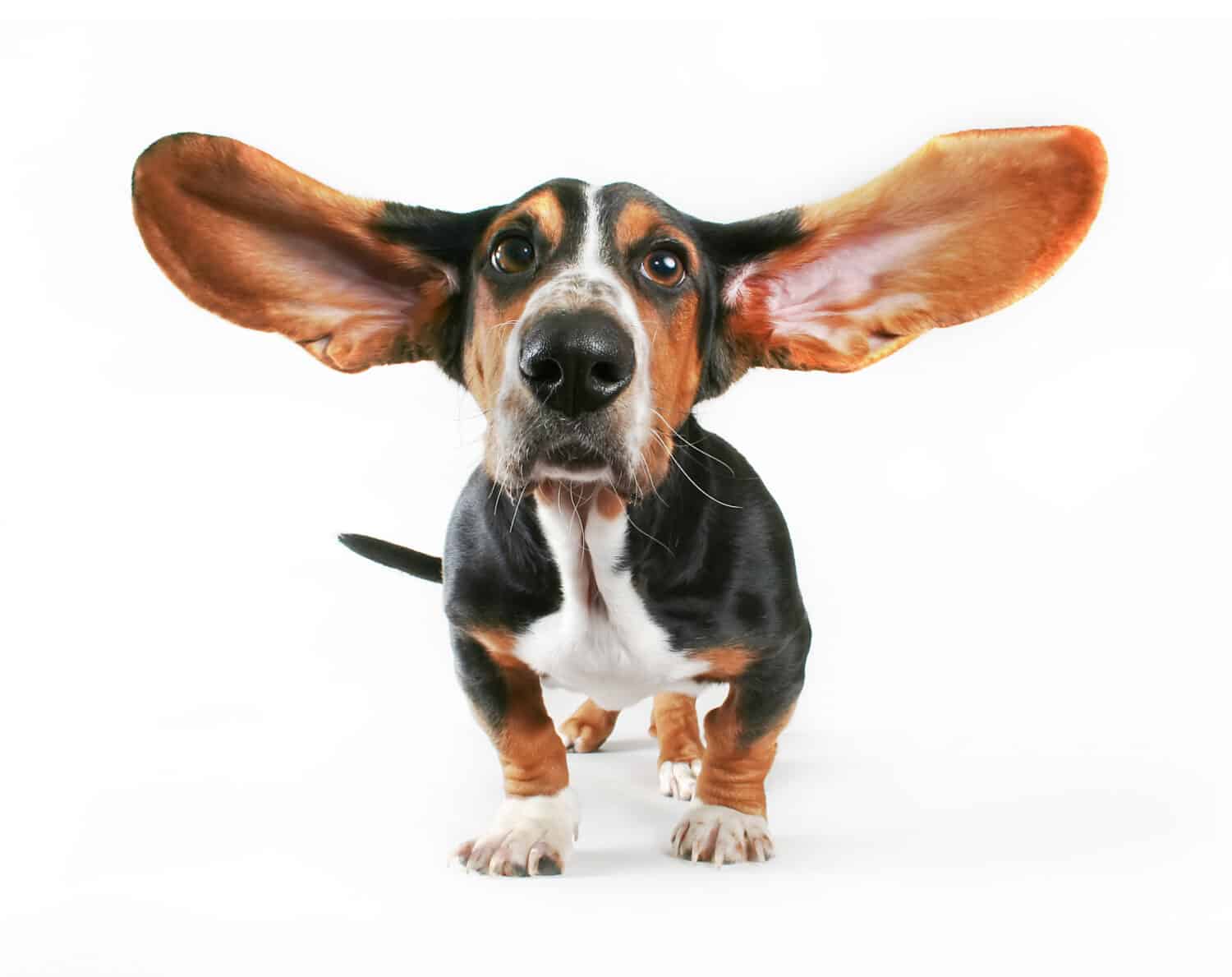 a basset hound with his ears flying away isolated on a white background