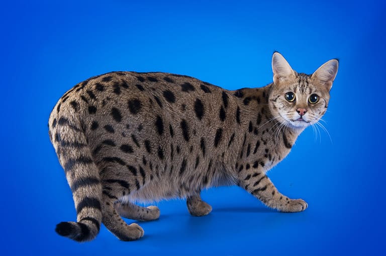 savannah cat on a blue background isolated