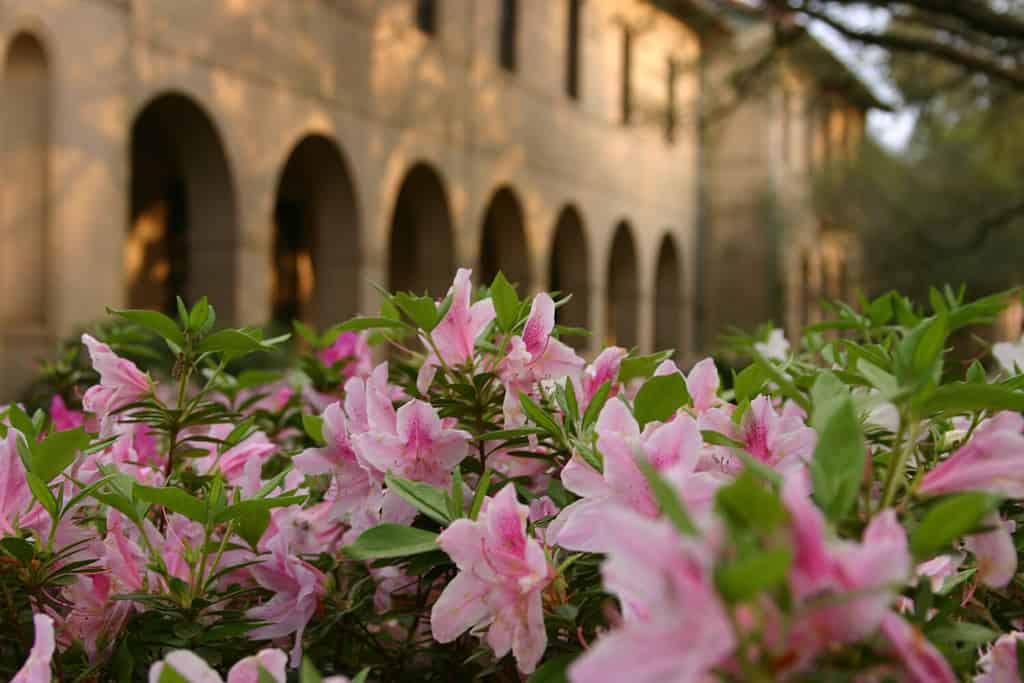 Azaleas in the Quad at LSU