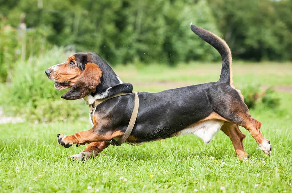 Basset hound dog running on the meadow