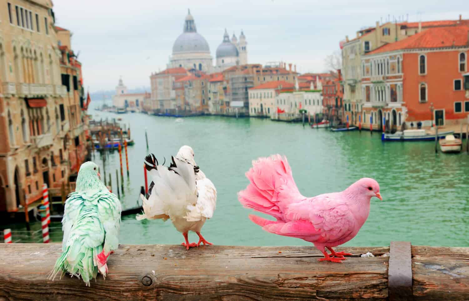Three colorful pigeons on bridge railing in Venice (Italy). A view from Accademia bridge on Grand Canal and Basilica Santa Maria della Salute. Romantic vacation background.