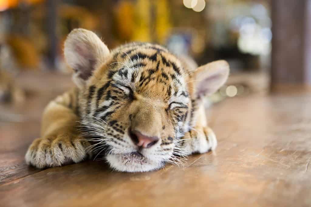 Portrait of a little tiger cub lies dormant sleeping on the wooden floor. Shallow depth of field