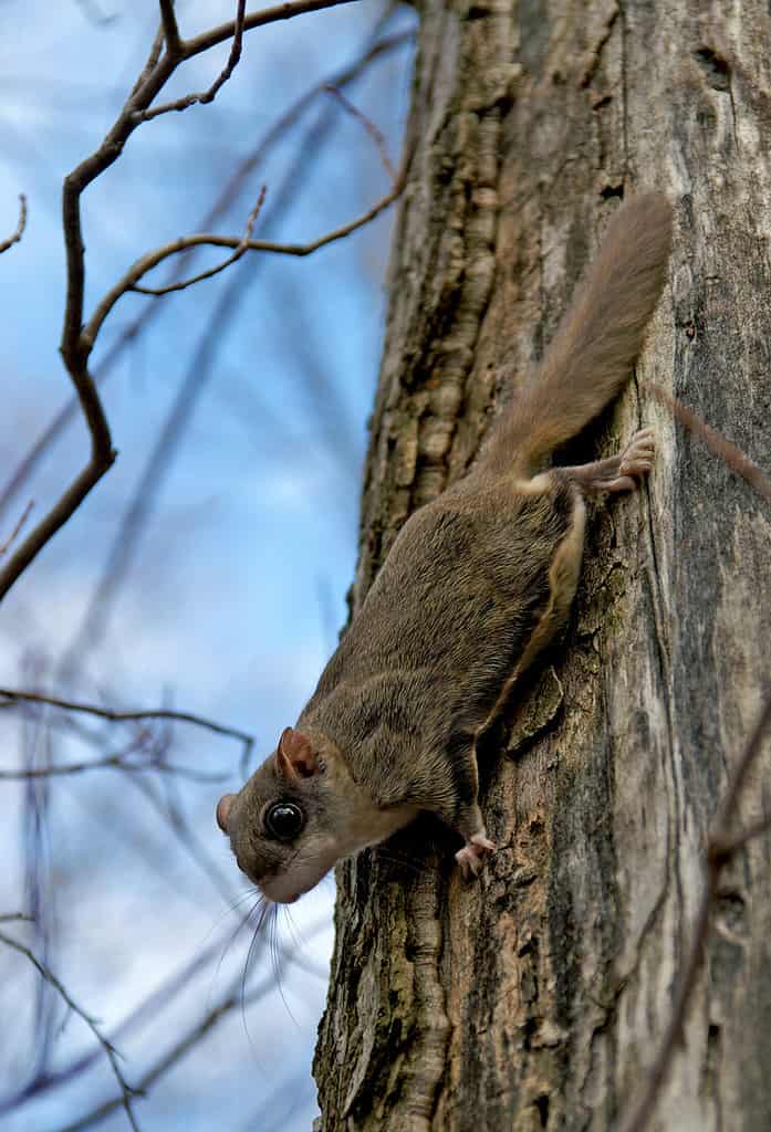 Northern flying squirrels (Glaucomys sabrinus) on a tree trunk
