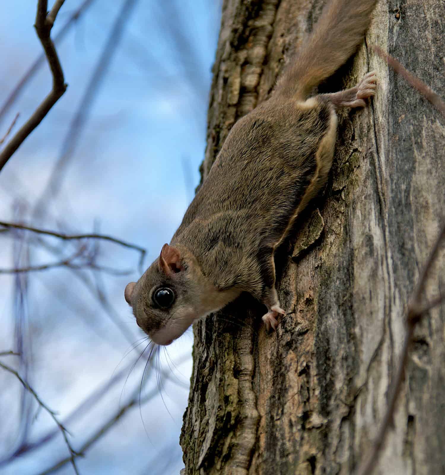  Northern flying squirrels (Glaucomys sabrinus) on a tree trunk