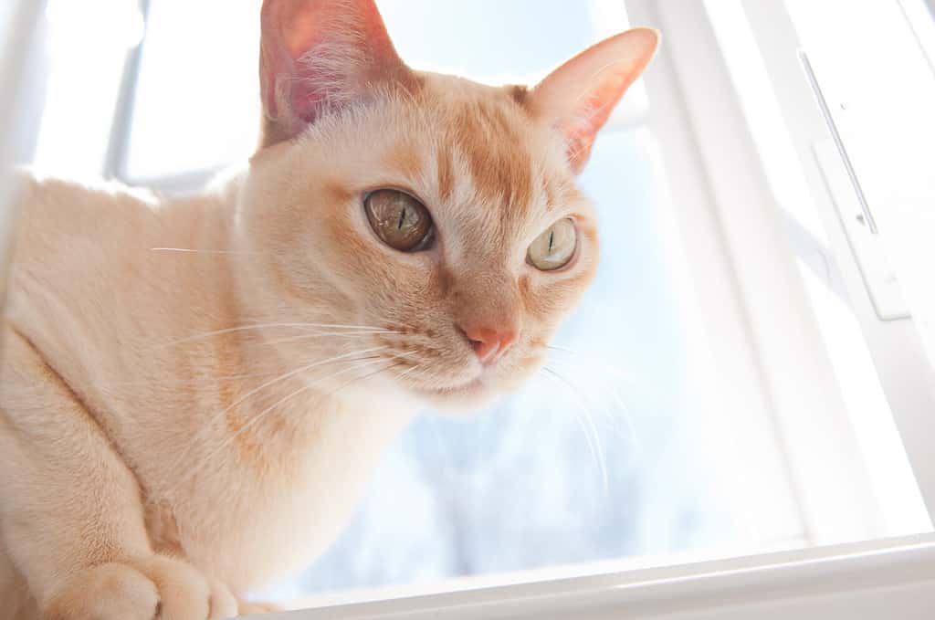 Red European Burmese cat in a window