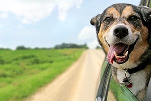 “Can I Uber With My Dog?” – 5 Important Things to Know Picture