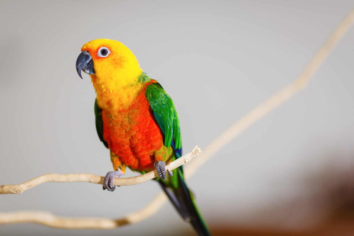 A colorful jenday conure sitting on a tree branch.