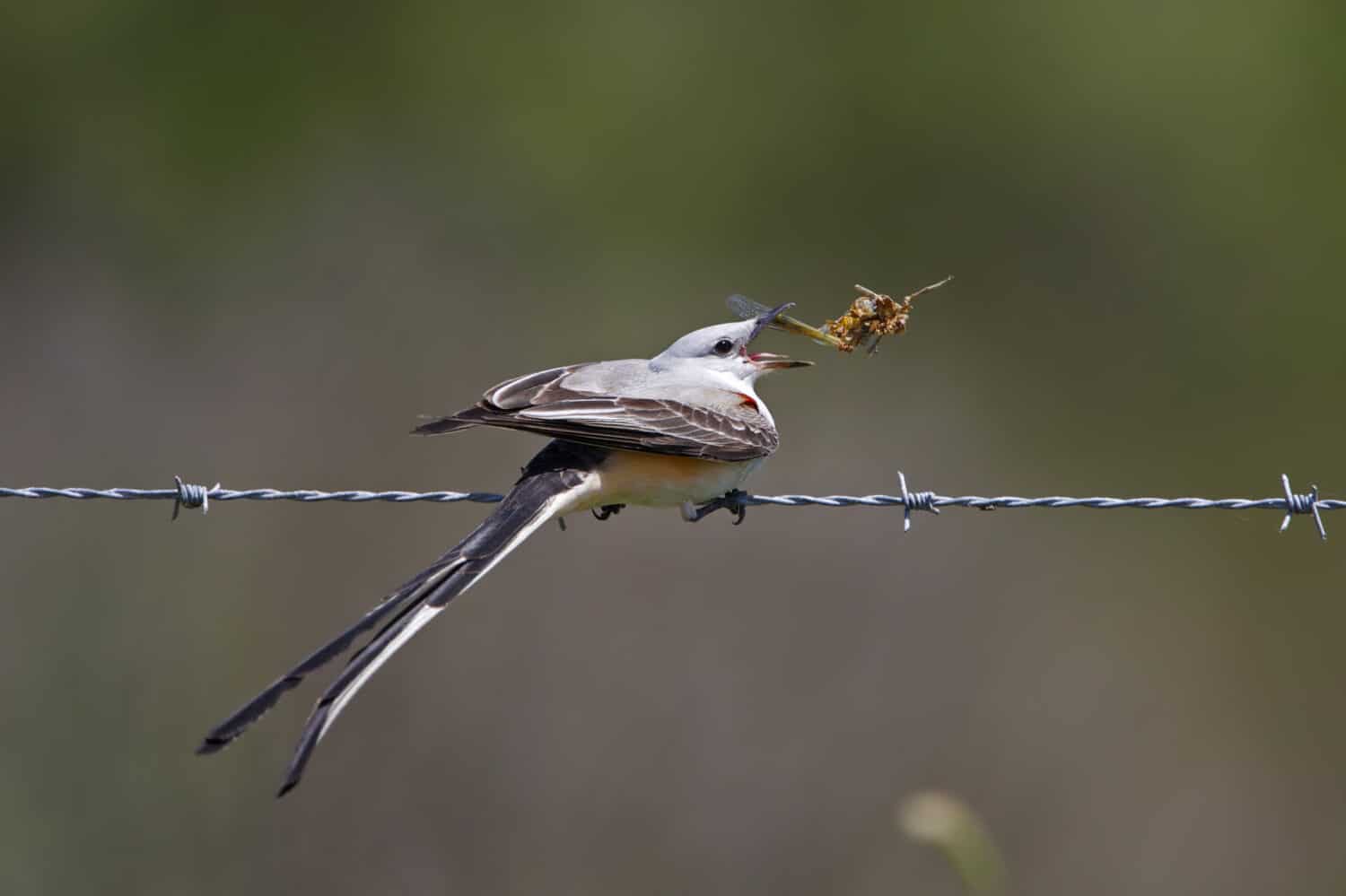 Male Scissor-tailed Flycatcher (Tyrannus forficatus) Perched on a Barbed Wire Fence Eating a Locust - Texas