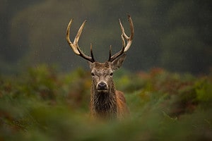 Discover the 7 Heaviest Animals Still Roaming Wild in England Picture