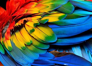 Macaw Colors: Most Common to Rarest Picture