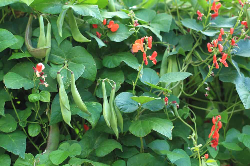 beans plants and flowers as very nice natural background