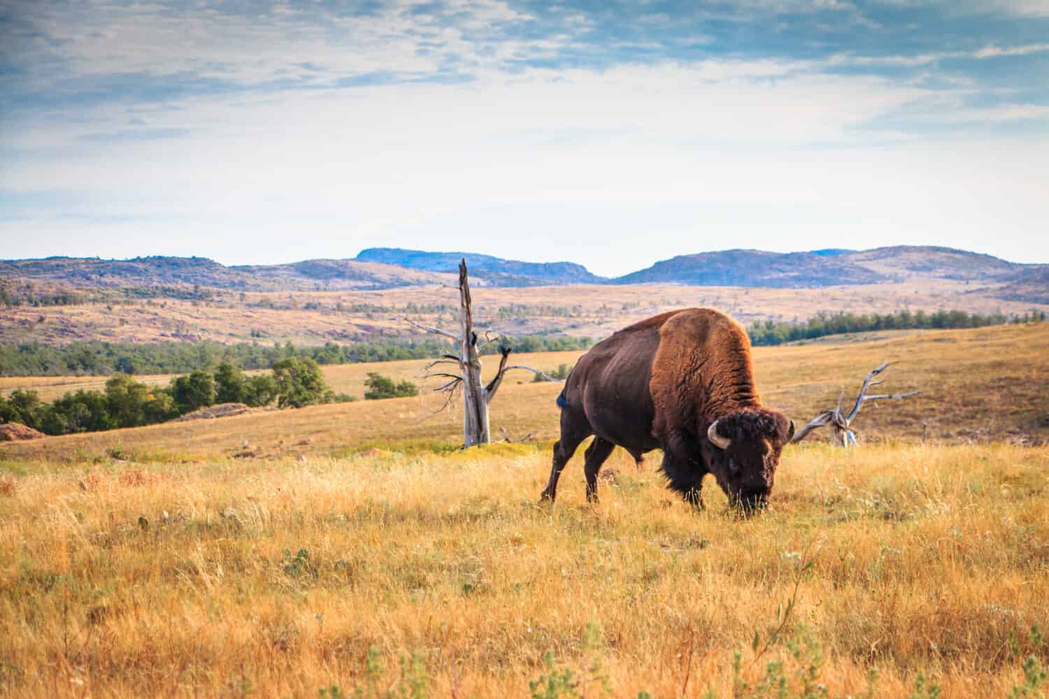 Bison buffalo grazing in the Wichita Mountains, Oklahoma