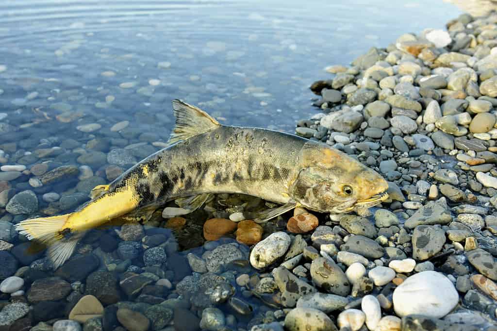 The chum salmon (Oncorhynchus keta) the comer spawns dies in the river