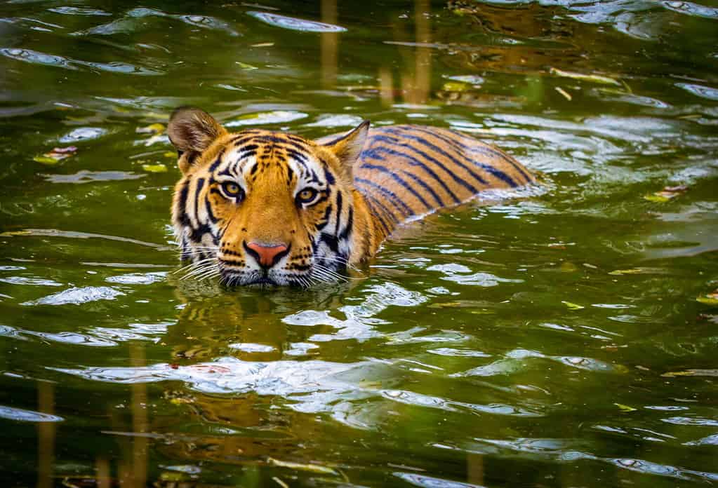 Tiger swimming in a national park in India. These national treasures are now being protected, but due to urban growth they will never be able to roam India as they used to.