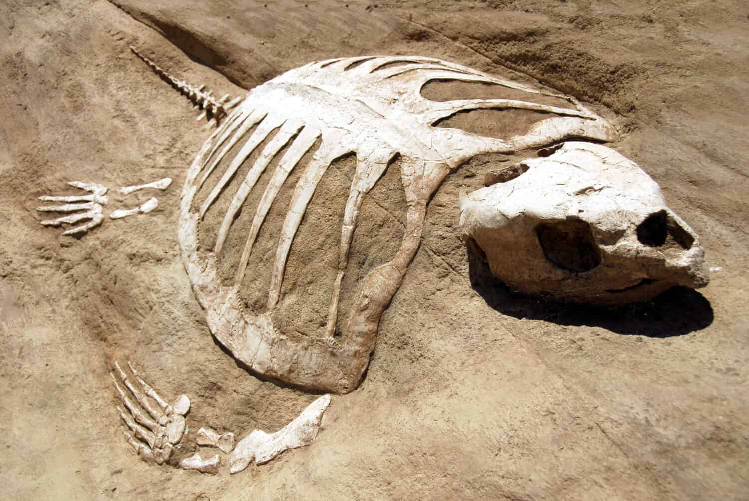 Ancient Sea Turtle Fossil