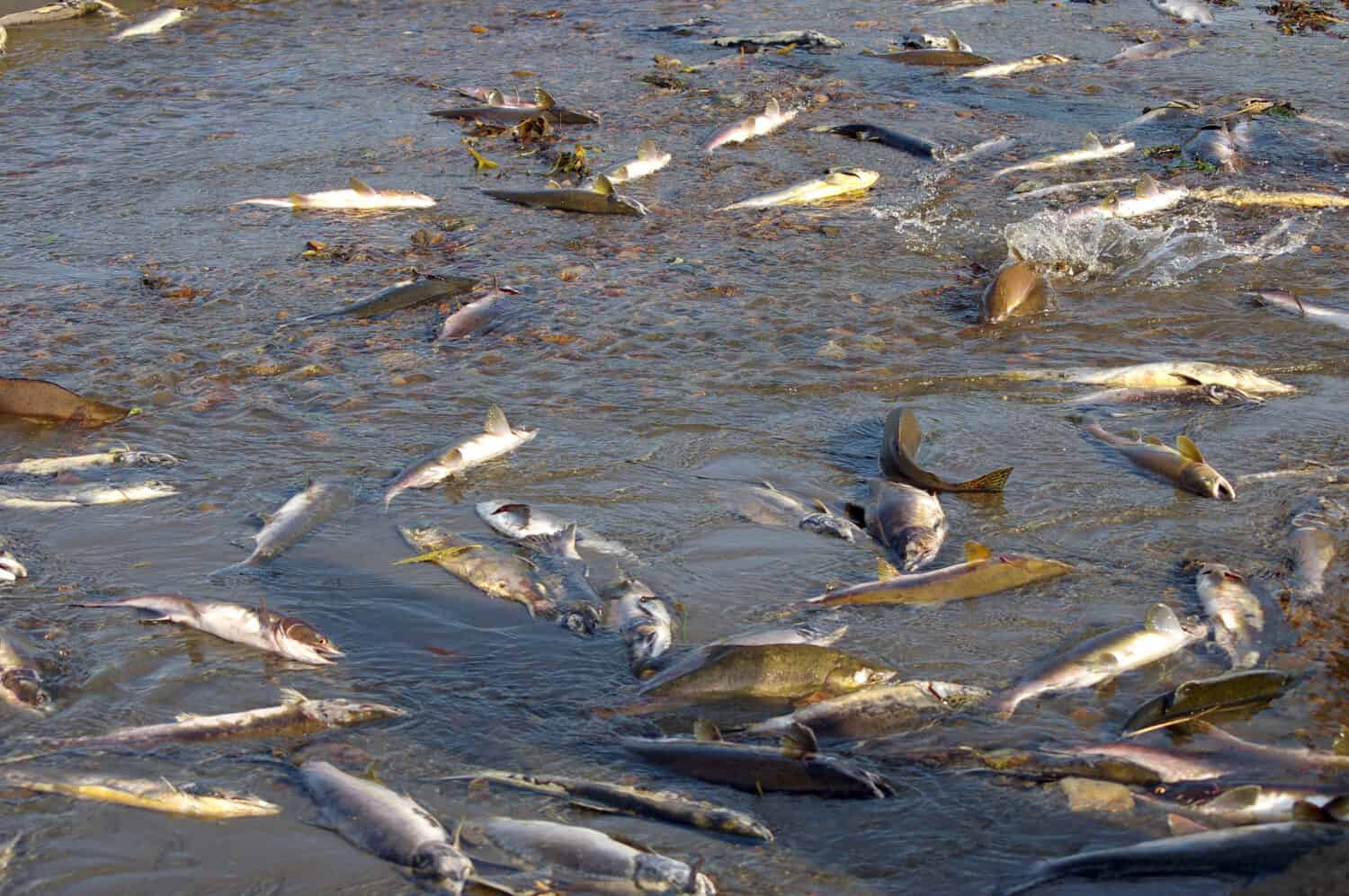 Fish salmon in river on spawning