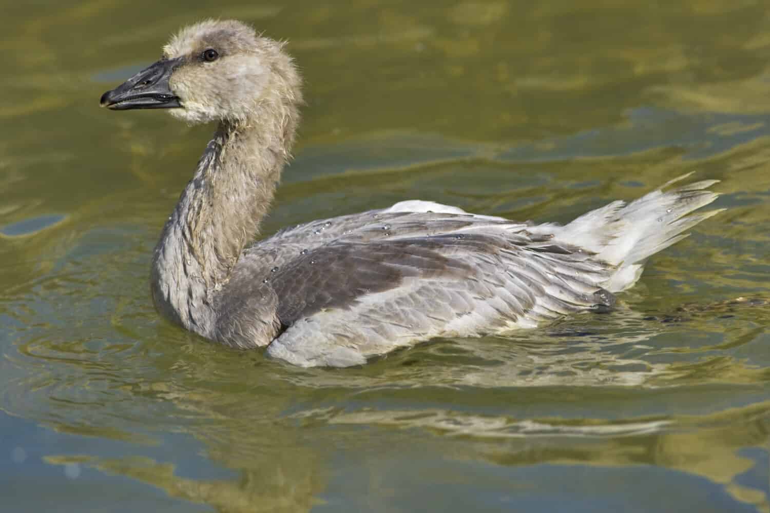 Snow goose, chick. Chen caerulescens.