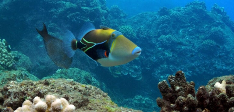 Picasso Triggerfish at Black Rock, Kaanapali, Maui.