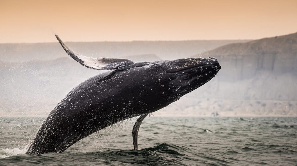 Humpback Whale jump in Los Organos, Piura, Peru.