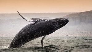 8 Reasons Why Whales Breach Themselves photo
