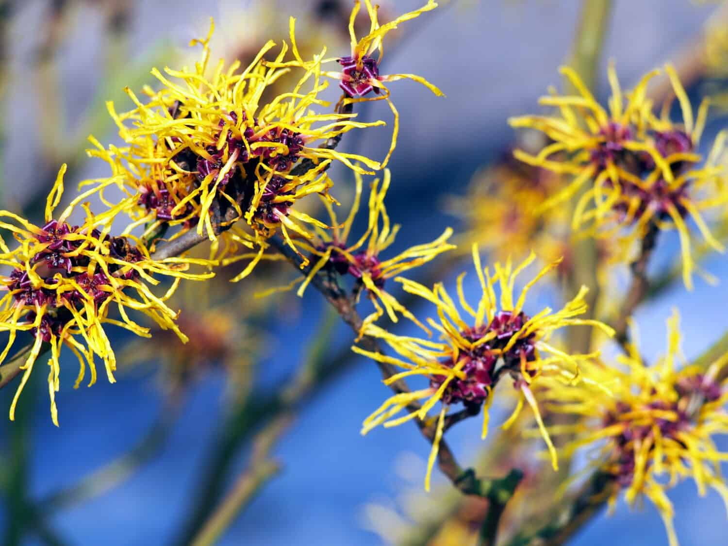 Yellow and burgundy inflorescences of Witch hazel. Hamamelis in full bloom.