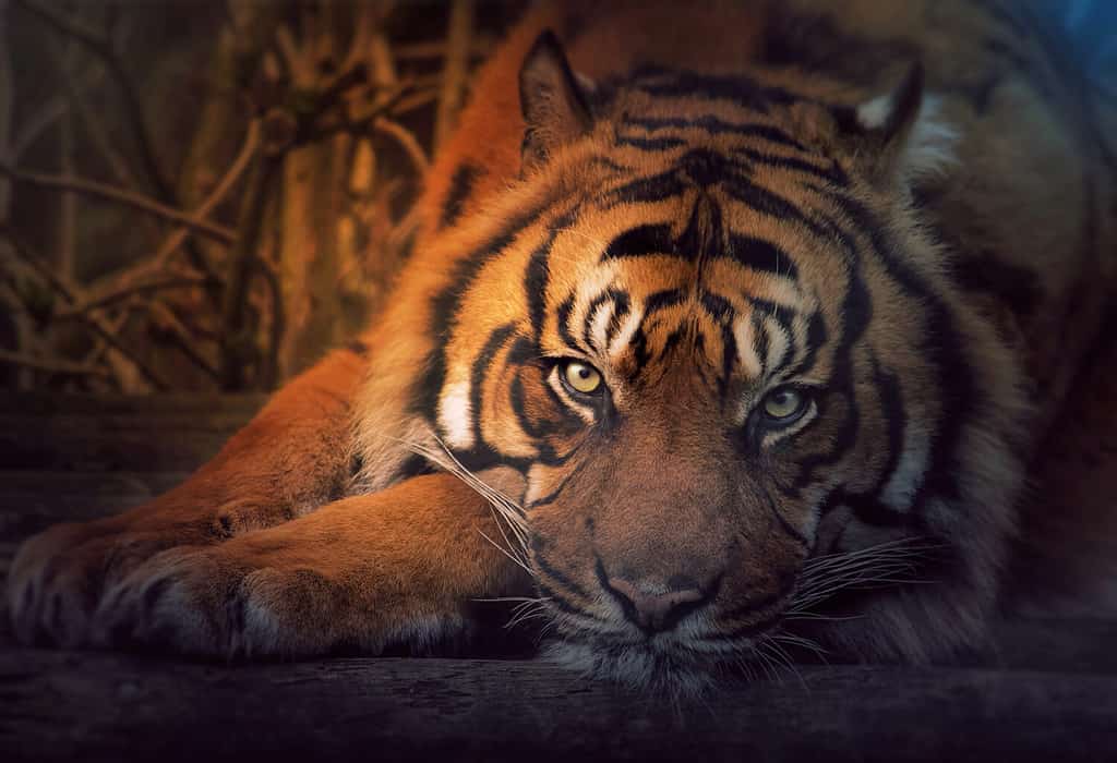 Siberian tiger resting in the orange moonlight.