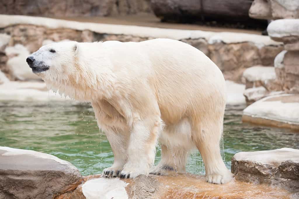 Polar Bear at St. Louis, USA.