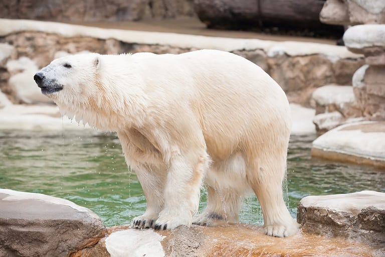 Polar Bear at St. Louis, USA.