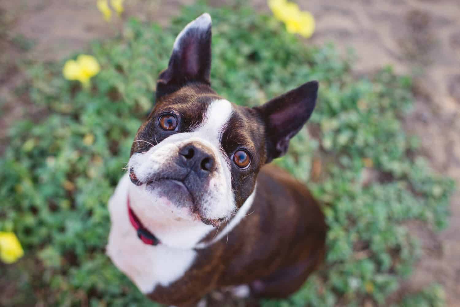 Cute Boston Terrier smiling up at camera