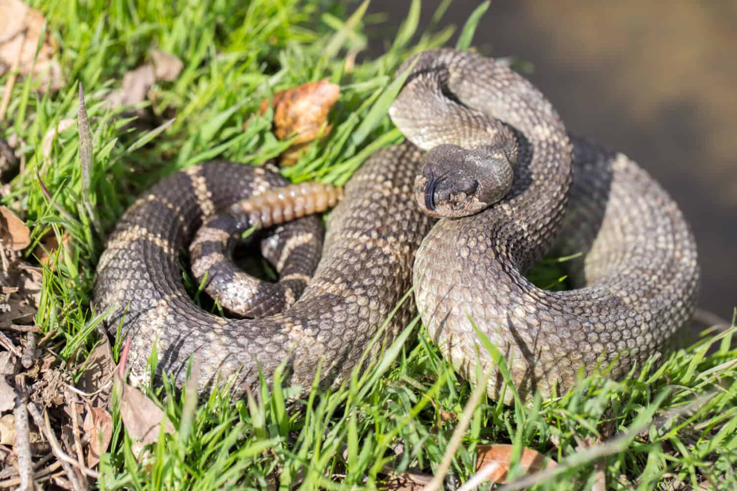 Angry Northern Pacific Rattlesnake in defensive posture. Santa Clara County, California, USA.