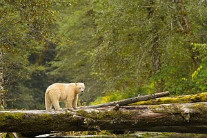See an Incredible Variety of Animals in All Shapes and Sizes Using the Same Log Bridge Picture