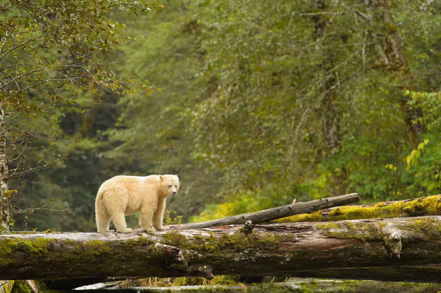 Spirit Bear (Ursus americanus kermodei) using a natural bridge
