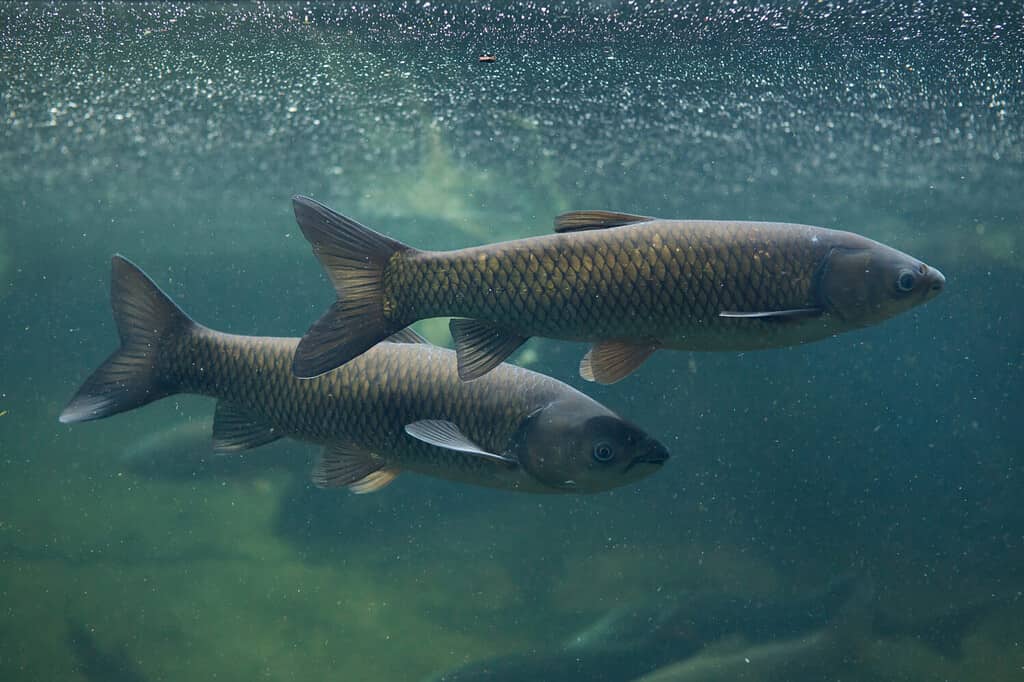 Grass carp (Ctenopharyngodon idella). Wild life animal.