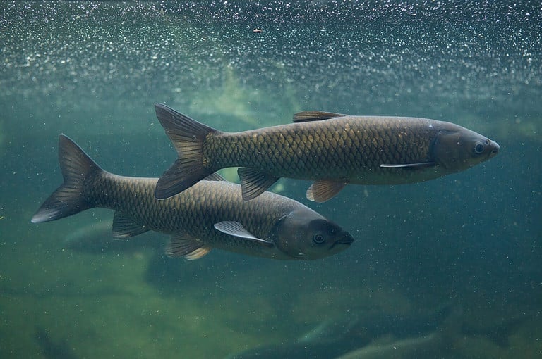 Grass carp (Ctenopharyngodon idella). Wild life animal.