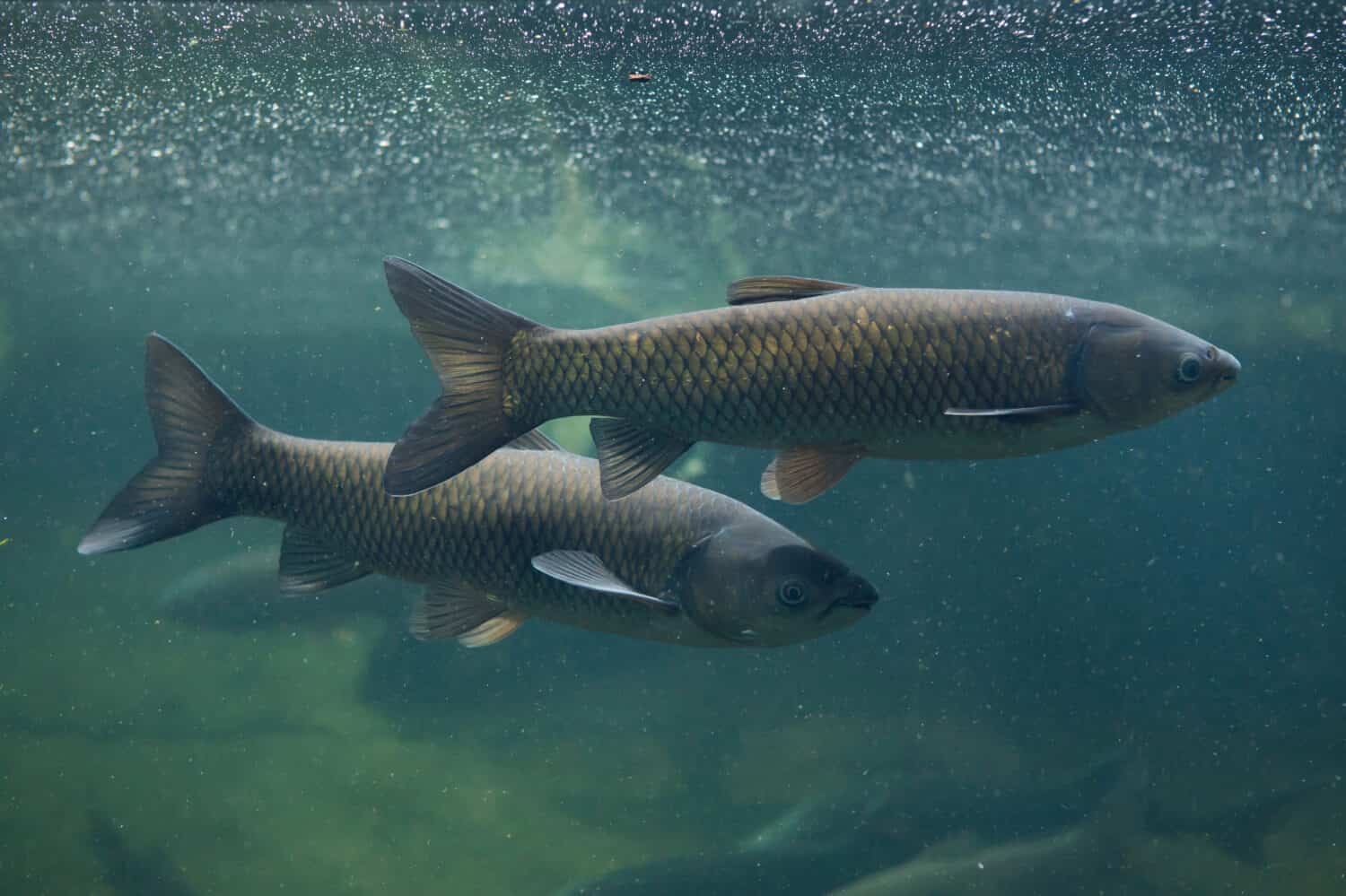 Grass carp (Ctenopharyngodon idella). Wild life animal. 