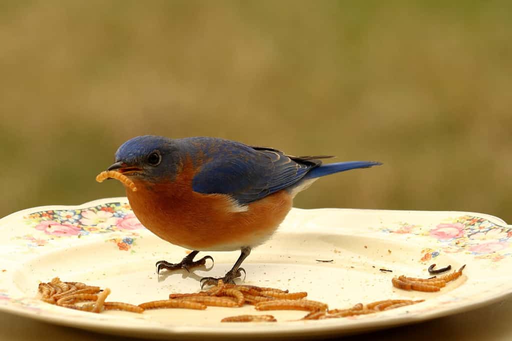 Male Eastern Bluebird eating a mealworm on a china plate bird feeder.
