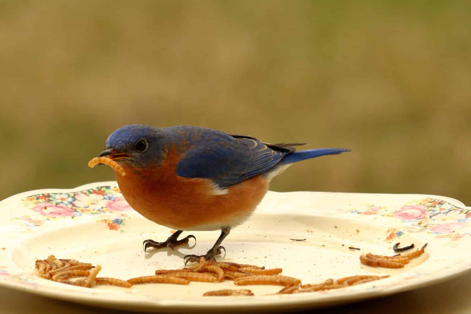 Male Eastern Bluebird eating a mealworm on a china plate bird feeder.