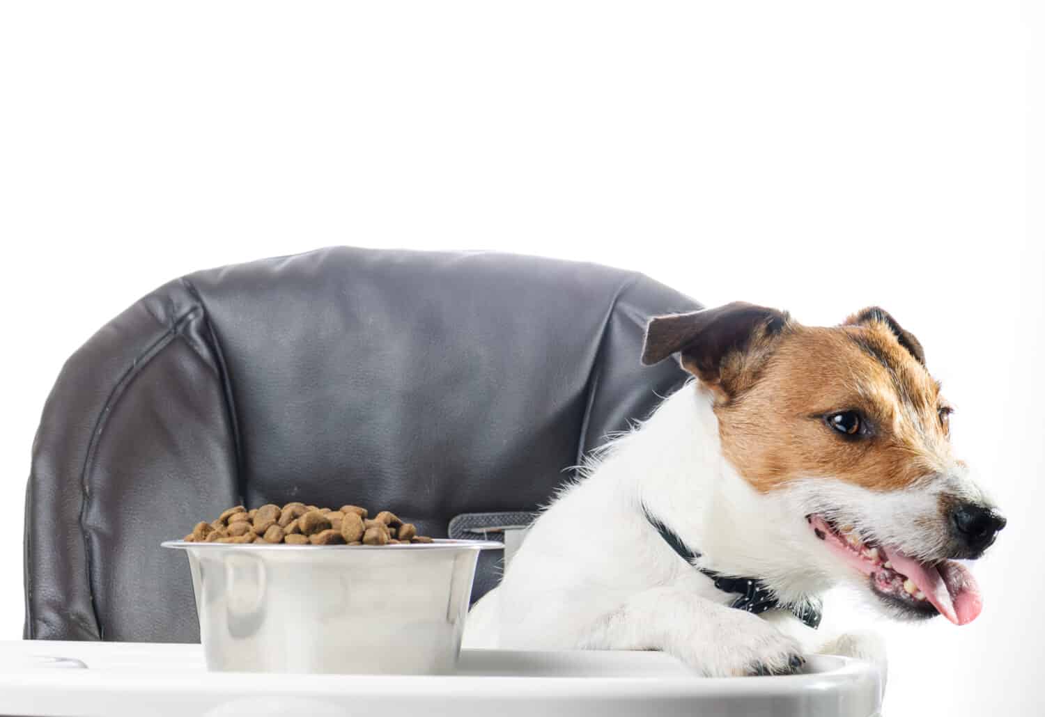 Dog don't like food in bowl and refusing to eat