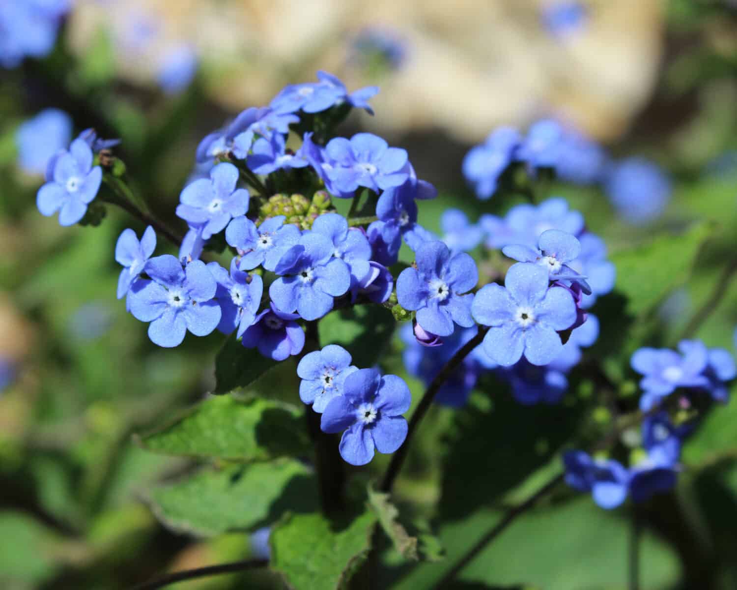 The bright blue flowers of Brunnera macrophylla also known as Siberian Bugloss, Great Forget-me-not, or Heartleaf.