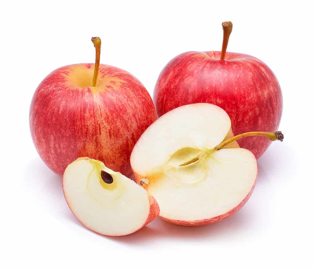 Gala apples over white background
