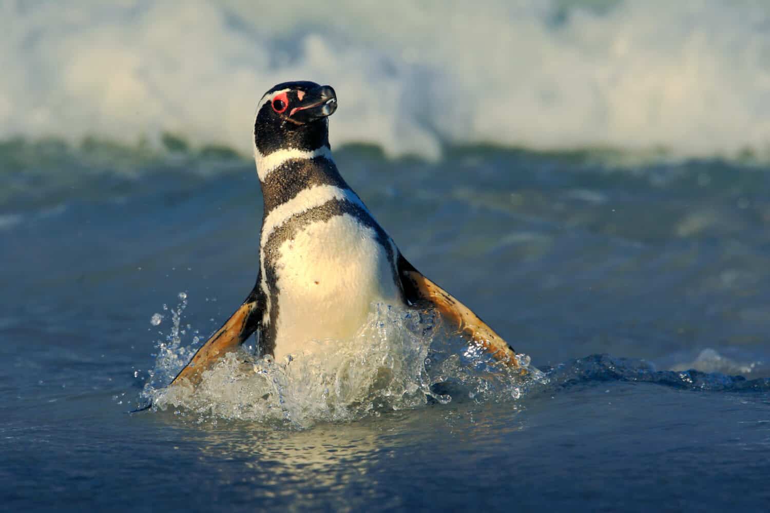Penguin swiming in the waves. Magellanic penguin and ocean wave in the background, Falkland Islands, Antarctica.